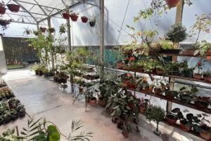 Vivero Las Carmelas