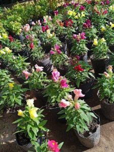Vivero Las Durantas (horarios de atención pueden variar días de lluvia)