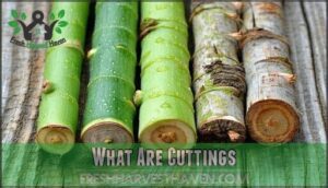 what are cuttings