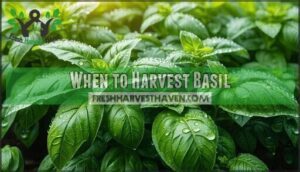 when to harvest basil