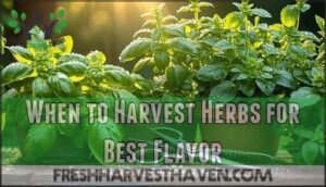 when to harvest herbs for best flavor