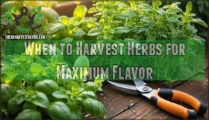 when to harvest herbs for maximum flavor