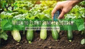 when to plant summer squash