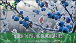 when to prune blueberries