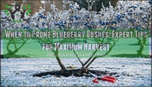 when to prune blueberry bushes