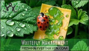 whitefly management
