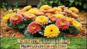 winterizing garden mums