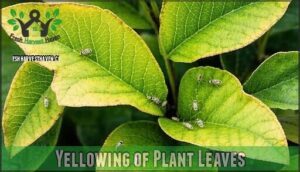 yellowing of plant leaves