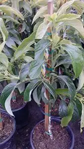 9EzTropical   Little Cado Dwarf B073HKP4XF
