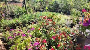 A beautiful garden filled with a variety of flowers, including red and pink ones, and green plants.