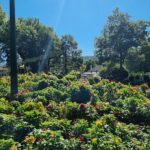 A beautiful garden filled with colorful flowers and green trees.