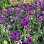A beautiful garden filled with purple tulips and yellow daffodils.