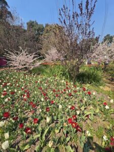 A beautiful garden filled with red and white flowers, trees, and shrubs.
