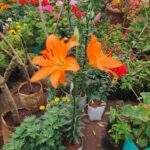 A beautiful garden with a variety of flowers and plants, including a large orange lily.