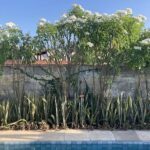 A beautiful garden with a variety of plants, including a tree with white flowers.
