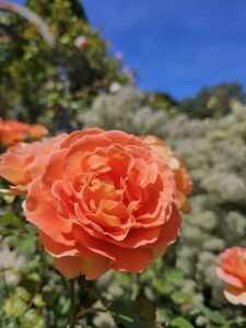 A beautiful orange rose with a yellow center stands out against a backdrop of green leaves.