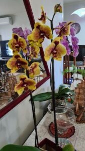 A beautiful purple orchid is displayed in a vase, surrounded by other plants and decorative items.