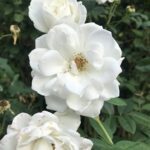 A beautiful white rose with a yellow center.