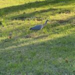 A bird stands in the grass, looking around.