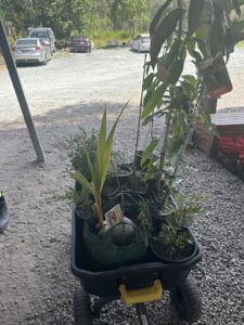 A black plastic container filled with various plants sits on a gravel driveway.