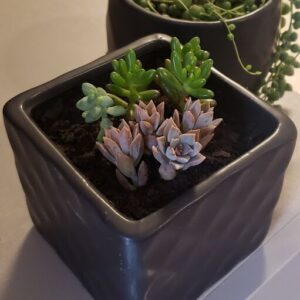A black pot with a plant in it.