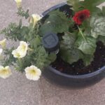 A black pot with a variety of flowers and a watering can.