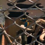 A blue and yellow bird perched on a branch in a cage.