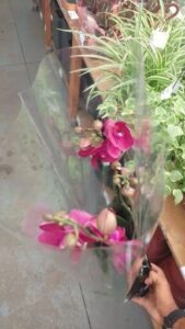 A bouquet of pink flowers is displayed in a vase, with a green plant in the background.
