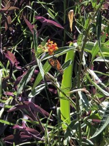 A butterfly sits on a leaf in a purple flower bush.