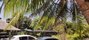 A car is parked under a palm tree, with the sun shining through the leaves.