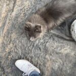 A cat is laying on a tarp, looking at the camera.