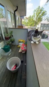 A cat sits on a ledge, looking over the edge.