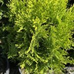A close-up of a green plant with a potted plant in the background.