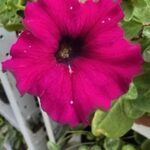 A close-up of a pink flower with a white center.