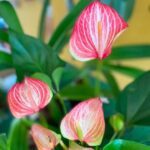 A close up of a pink flower with green leaves.