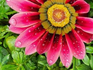 A close-up of a pink flower with water droplets on it.