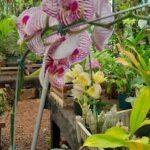 A close up of a pink orchid with a green leaf.