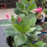 A close up of a plant with pink flowers in a pot.