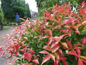 A close-up of a red flowering bush with green leaves.