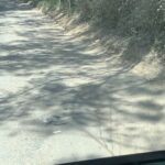 A dead bird lies on the road, surrounded by dirt and grass.