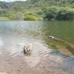 A dog is swimming in a lake, enjoying the water and the sunny day.