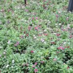 A field of flowers with a sign in the middle.