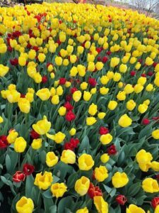 A field of red and yellow flowers, with a mix of red and yellow tulips, blooming in the sun.