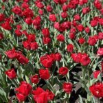 A field of red tulips blooming in the sun.