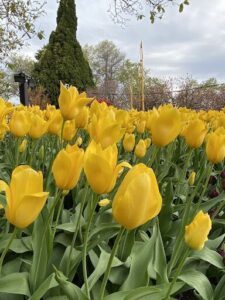 A field of yellow flowers with a green tree in the background.