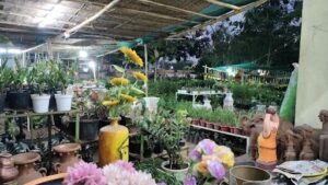 A flower market with a variety of flowers and potted plants.