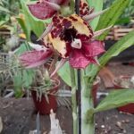 A flower with a red and yellow center is displayed in a pot.
