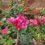 A garden filled with various plants, including a potted plant with a red flower.