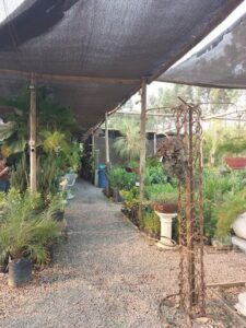 A garden with a variety of plants and a person standing in the middle.