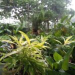 A garden with a variety of plants, including a banana tree, is shown in this image.